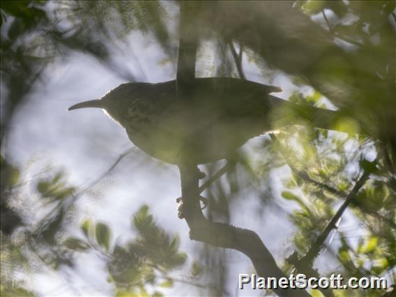 Long-billed Thrasher (Toxostoma longirostre)