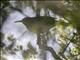 Long-billed Thrasher (Toxostoma longirostre)