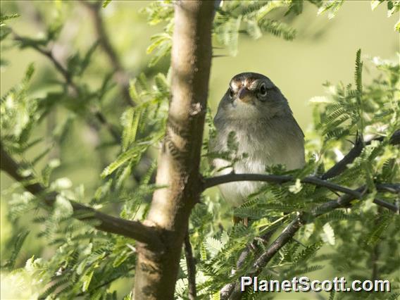 Olive Sparrow (Arremonops rufivirgatus)