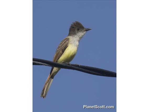 Dusky-capped Flycatcher (Myiarchus tuberculifer)