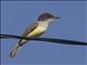 Dusky-capped Flycatcher (Myiarchus tuberculifer)