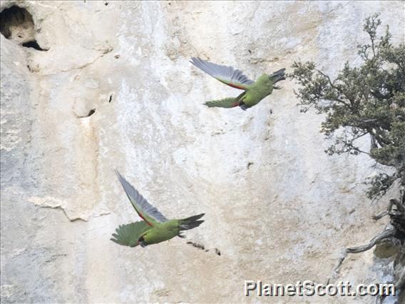 Maroon-fronted Parrot (Rhynchopsitta terrisi)