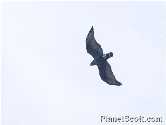 Zone-tailed Hawk (Buteo albonotatus)