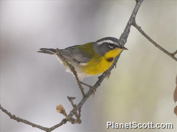 Crescent-chested Warbler (Oreothlypis superciliosa)