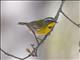 Crescent-chested Warbler (Oreothlypis superciliosa)