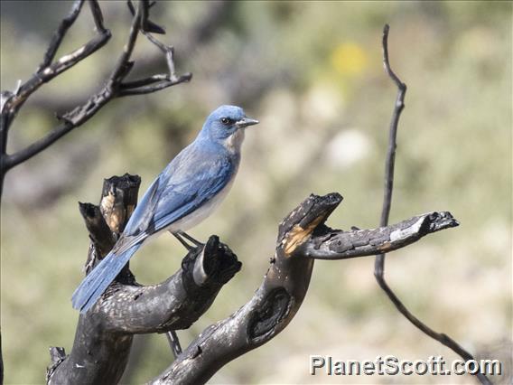 Mexican Jay (Aphelocoma wollweberi)