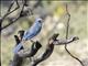 Mexican Jay (Aphelocoma wollweberi)