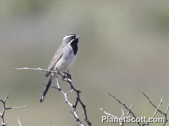 Black-throated Sparrow (Amphispiza bilineata)