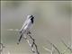 Black-throated Sparrow (Amphispiza bilineata)