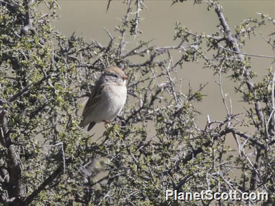 Worthen's Sparrow (Spizella wortheni)