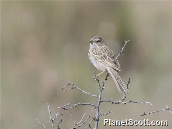 Brewer's Sparrow (Spizella breweri)