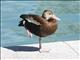 Black-bellied Whistling-Duck (Dendrocygna autumnalis)