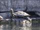 Rio Grande Cooter (Pseudemys gorzugi)