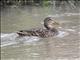 Mexican Duck (Anas diazi) - Female