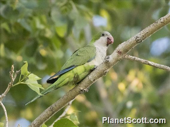 Monk Parakeet (Myiopsitta monachus)