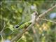 Monk Parakeet (Myiopsitta monachus)