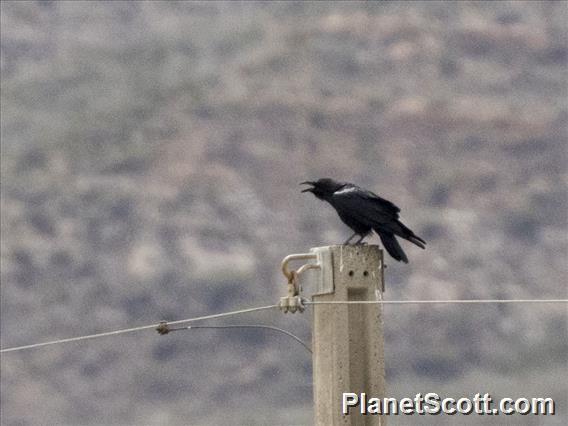 Chihuahuan Raven (Corvus cryptoleucus)