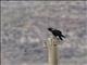 Chihuahuan Raven (Corvus cryptoleucus)