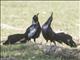 Great-tailed Grackle (Quiscalus mexicanus)