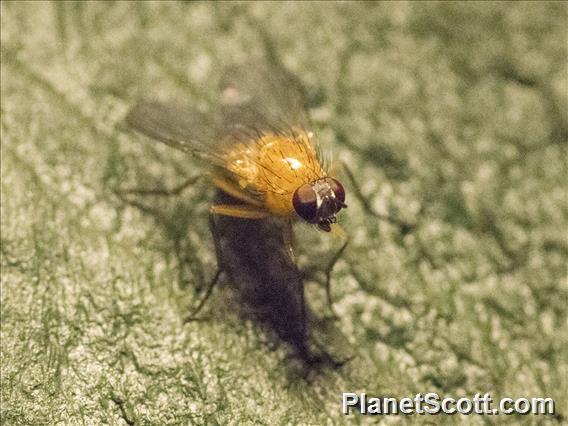 Lauxaniid Fly (Homoneura sp)