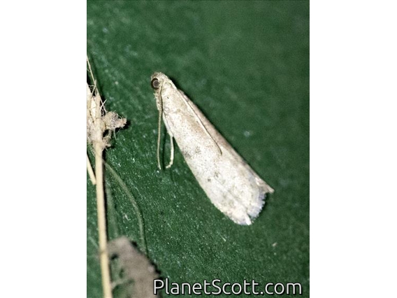 Tobacco Moth (Ephestia elutella)