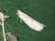 Tobacco Moth (Ephestia elutella)