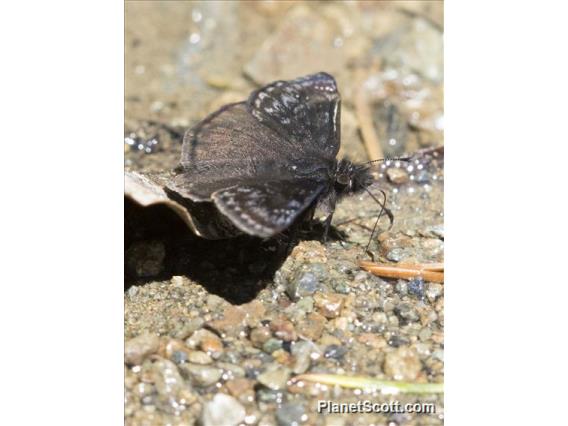 Propertius Duskywing (Erynnis propertius)