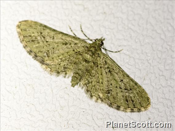 Pug Moth (Eupithecia sp)