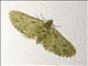 Pug Moth (Eupithecia sp)