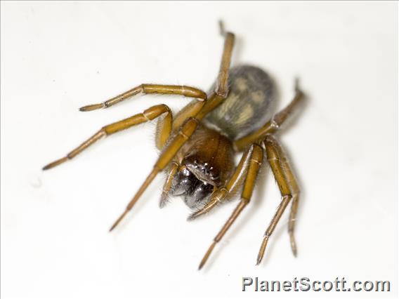 Lace Web Spider (Amaurobius sp)