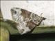 Carpet Moth (Geometera sp_93)