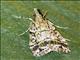 Crambid Snout Moth (Crambidae sp)