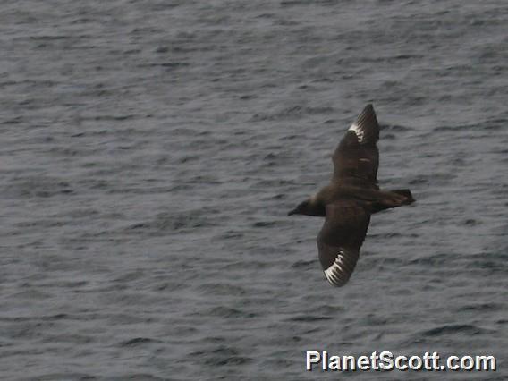 Chilean Skua (Stercorarius chilensis)