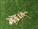 Crambid Snout Moth (Crambidae sp)