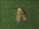 Scaly-legged Pyralid Snout Moth (Arta epicoenalis)