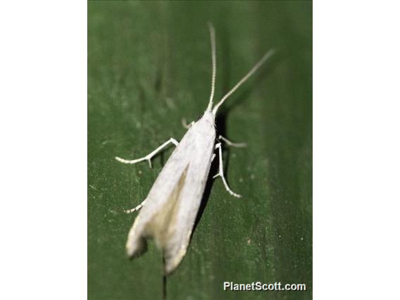 Pyralid Snout Moth (Pima sp)