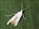 Pyralid Snout Moth (Pima sp)