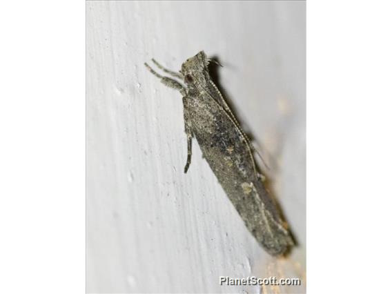 Boxelder Leafroller Moth (Caloptilia negundella)