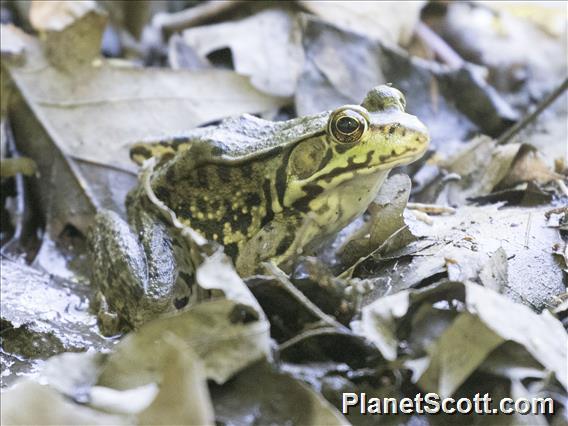 Green Frog (Lithobates clamitans)