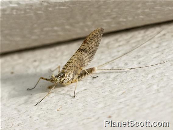 Giant Mayfly (Hexagenia limbata)