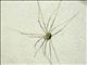 Sclerosomatidae Harvestman (Leiobunum flavum)