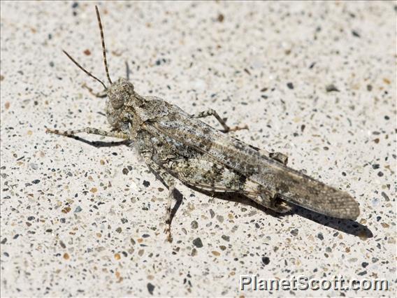 Pallid-winged Grasshopper (Trimerotropis pallidipennis)