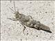 Pallid-winged Grasshopper (Trimerotropis pallidipennis)