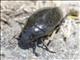 Giant Water Scavenger Beetle (Hydrophilus triangularis)