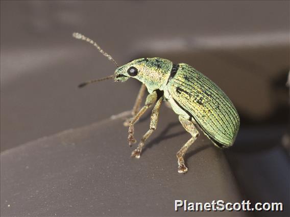 Green Immigrant Leaf Weevil (Polydrusus formosus)