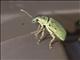 Green Immigrant Leaf Weevil (Polydrusus formosus)