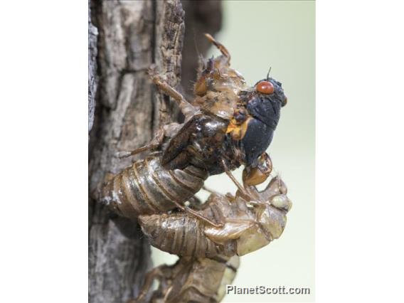 Pharaoh Cicada (Magicicada septendecim)