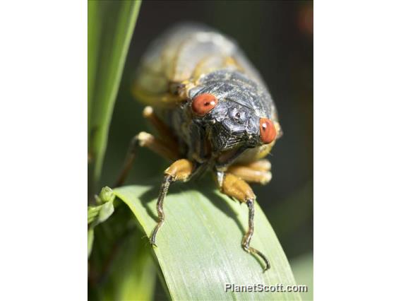 Cassin's 17-Year Cicada (Magicicada cassinii)