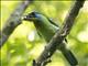 Taiwan Barbet (Psilopogon nuchalis)