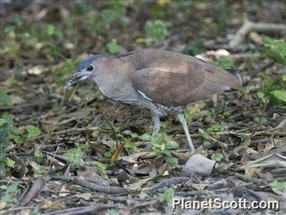 Malayan Night-Heron (Gorsachius melanolophus)